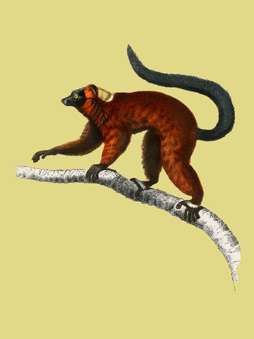 Rode ruffed Lemur (Varecia Rubra) geïllustreerd door Charles Dessalines D &#39;Orbigny (1806-1876). Digitaal verbeterd van onze eigen uitgave van Dictionnaire Universel D&#39;histoire Naturelle uit 1892. vector