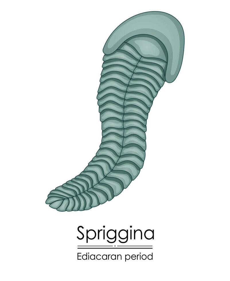 spriggina, een edicacaran periode schepsel vector