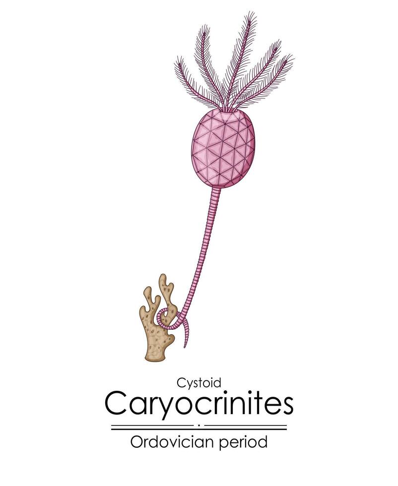 cystoïde caryocrinieten, een ordovicium periode schepsel vector