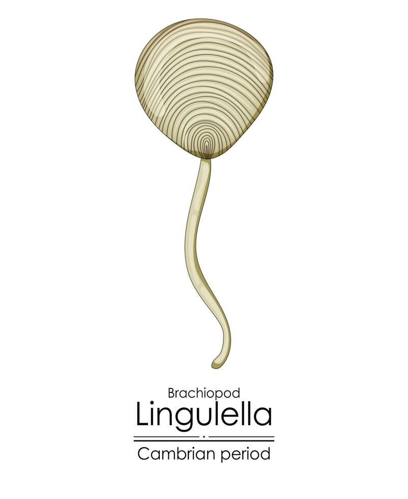 lingulella fosfatisch geschild brachiopode, een Cambrian periode schepsel. vector