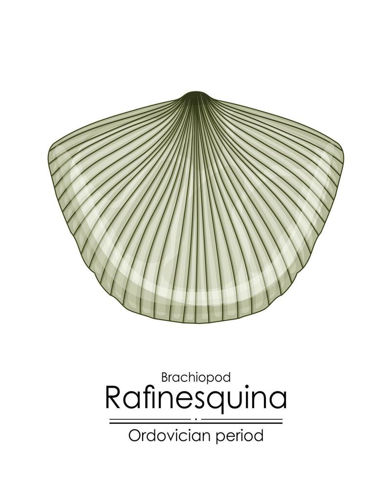 Rafinesquina, een ordovicium periode brachiopode vector