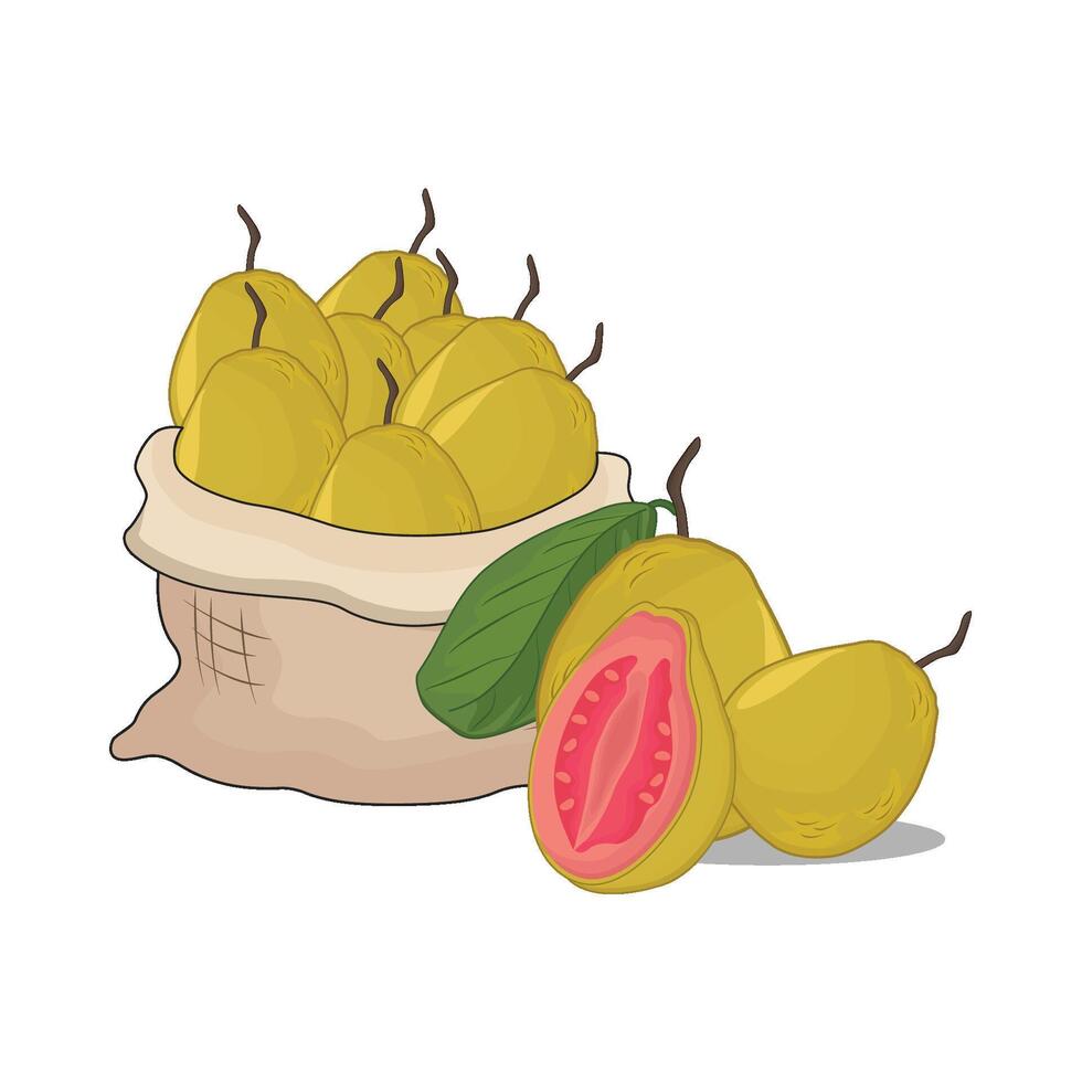 illustratie van guava vector