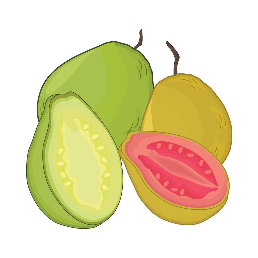 illustratie van guava vector