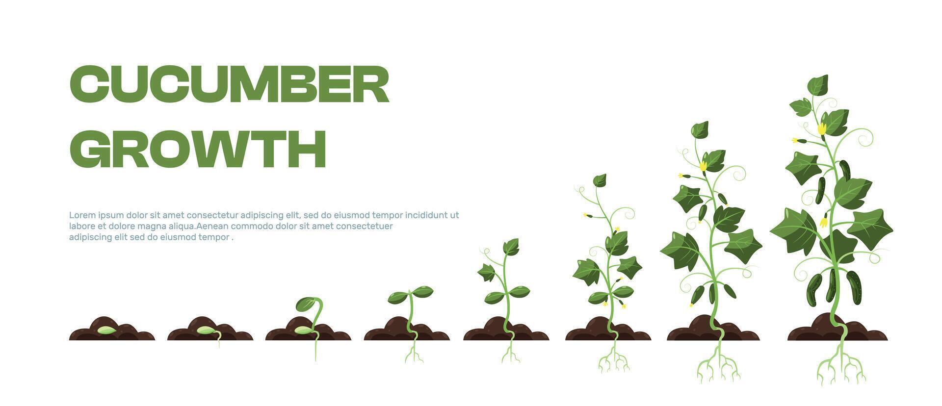 komkommer fabriek. biologisch landbouw van biologisch cuke planten, landbouw van komkommer Bijsnijden met wortels en bladeren, rijpen fruit. vector geïsoleerd reeks