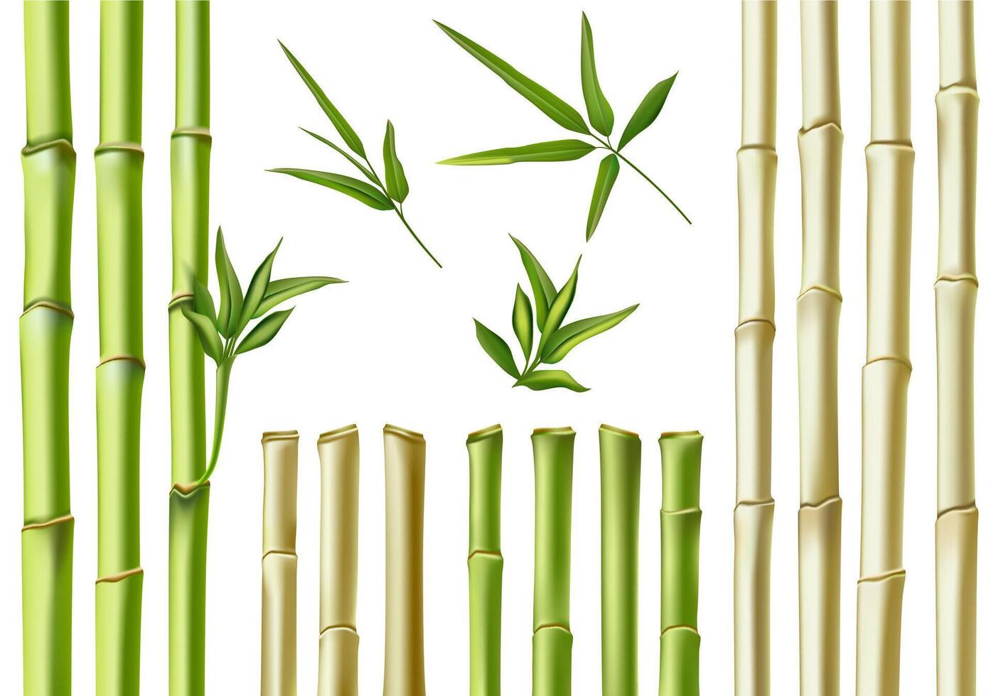 realistisch bamboe stokken. 3d groen en bruin takken, stam en bladeren. natuur botanisch hol stokken. Aziatisch bamboe eco decoratie vector reeks