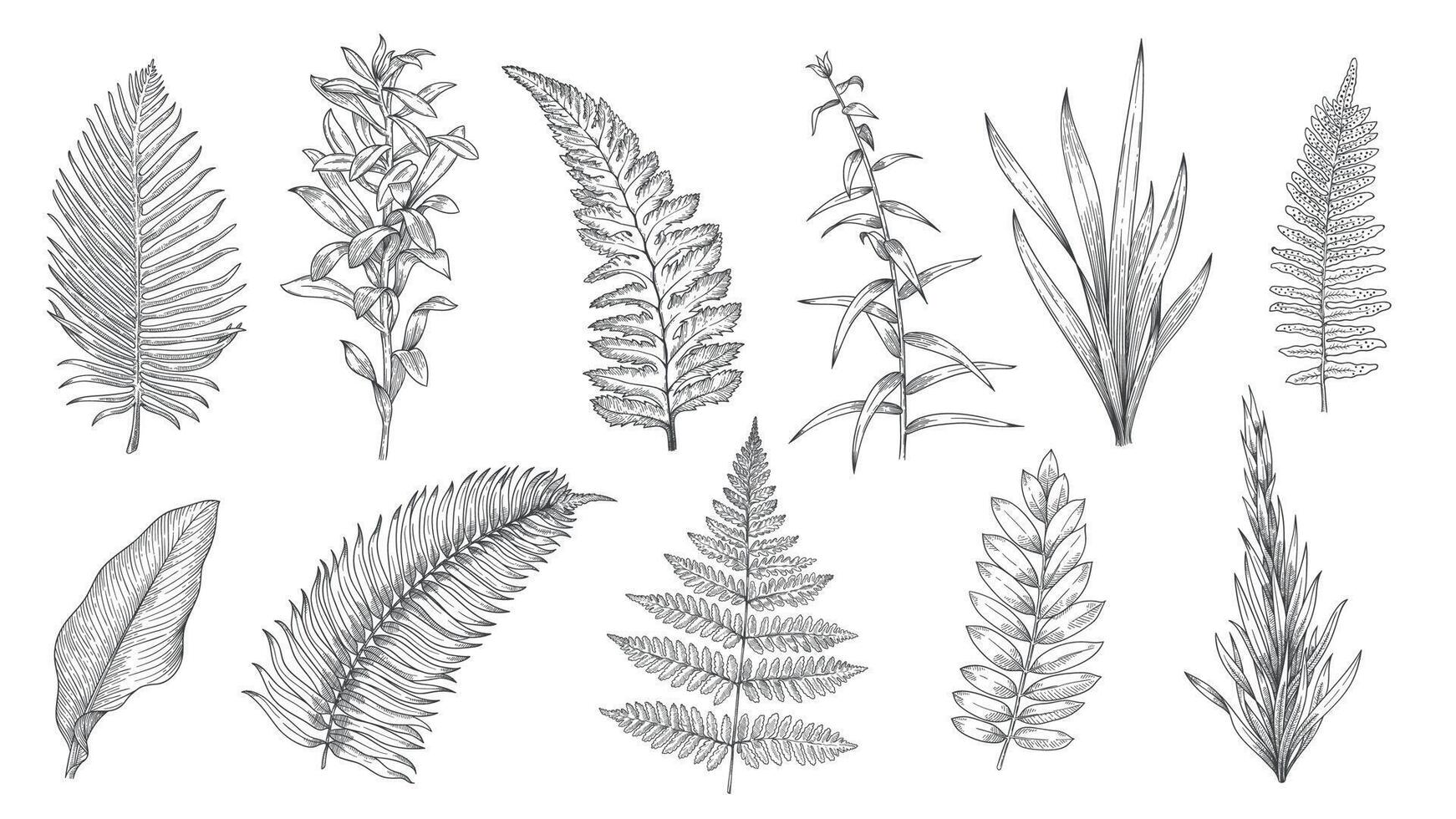 Woud planten schetsen. hand- getrokken gras en wijnoogst botanisch decoratief verzameling, kruiden en bladeren ontwerp elementen. vector monochroom geïsoleerd reeks