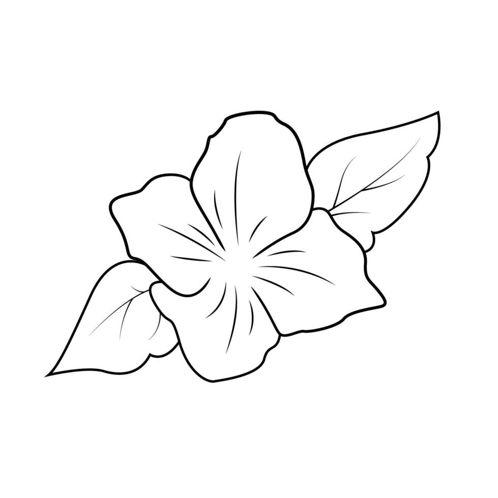 de illustratie van jasmijn bloem vector