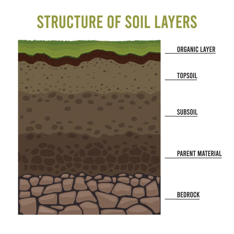 bodem lagen. tekenfilm geologie grond structuur met zand ondergrond rotsen en aarde, ondergronds oude gelaagdheid diagram. vector voor vruchtbaar bodem naar basis grond