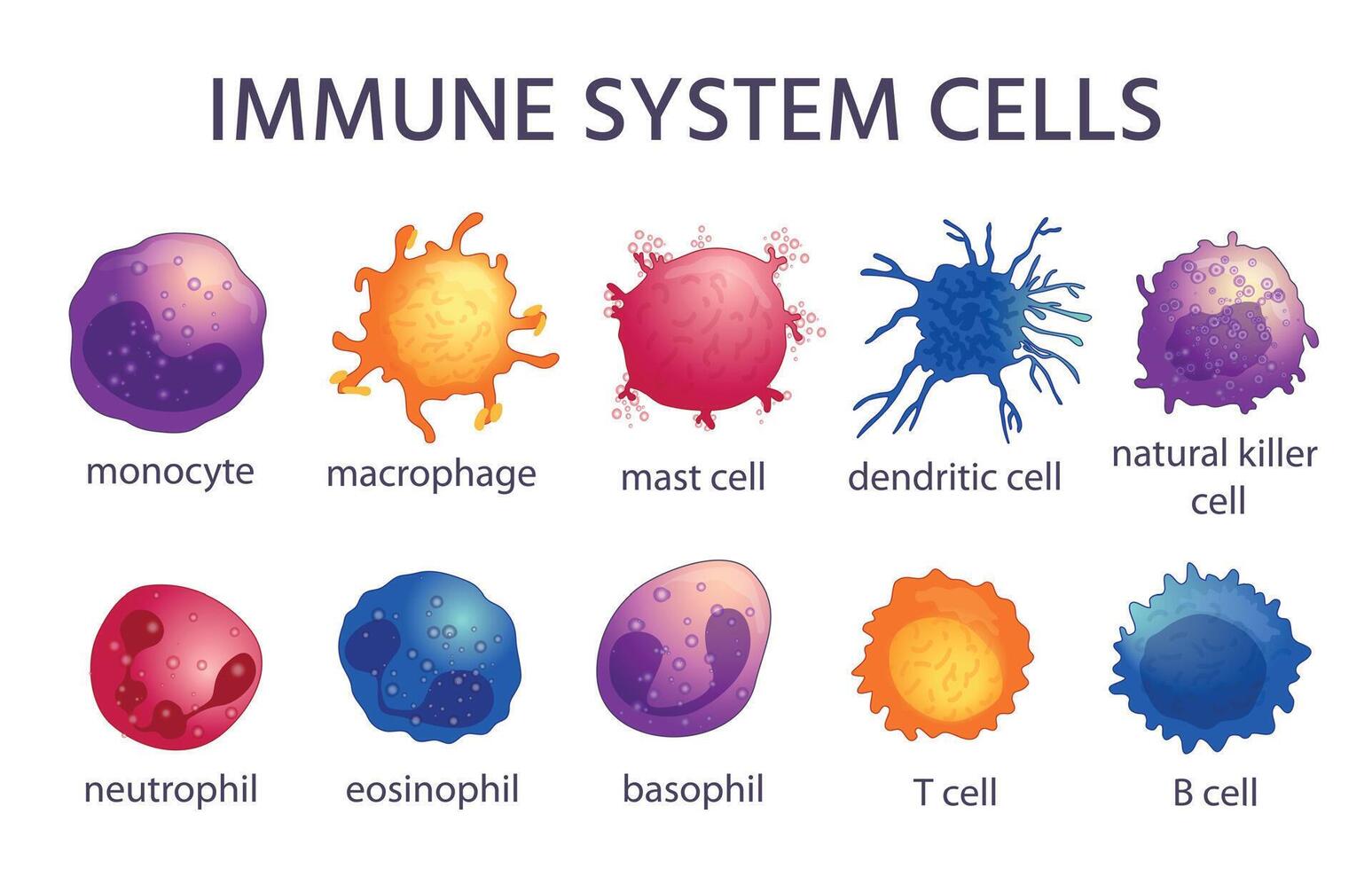 immuun systeem cel soorten. tekenfilm macrofaag, dendritisch, monocyt, mast, b en t cellen. aangepaste en aangeboren immuniteit, lymfocyt vector reeks