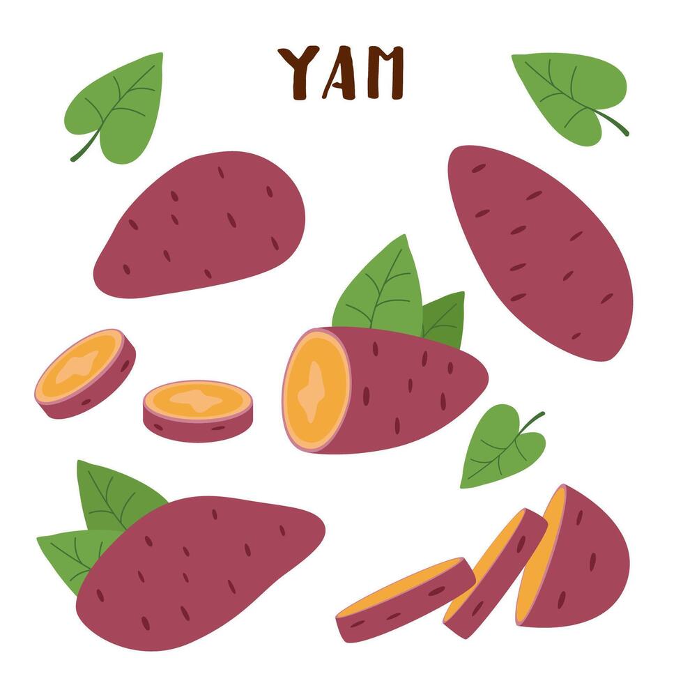 reeks van yams geïsoleerd Aan wit. zoet aardappel groente in vlak stijl. vector