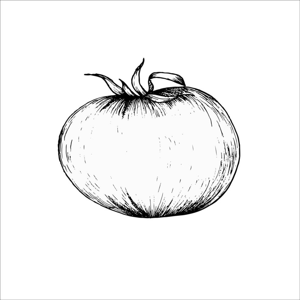 gezond voedsel vector illustratie. hand- getrokken lijn kunst stijl van biologisch voedsel van tomaat vegetarisch voedsel samenstelling voor inpakken, menu, restaurant ontwerp