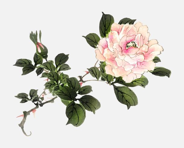 Roze roos door K? No Bairei (1844-1895). Digitaal verbeterd vanuit onze eigen originele uitgave uit 1913 van Bairei Gakan. vector