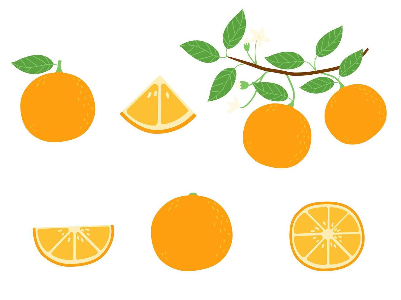 hand- getrokken tekening oranje fruit set. gat en plakjes geïsoleerd Aan wit vector