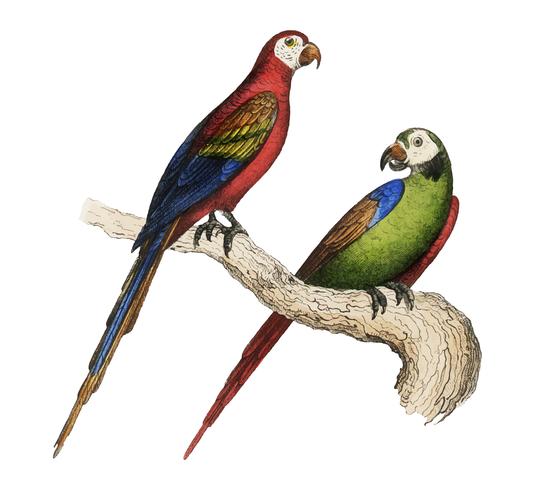 Scarlet and Green Macaw from Oeuvres complètes de Buffon (1860). Digitaal verbeterd door rawpixel. vector