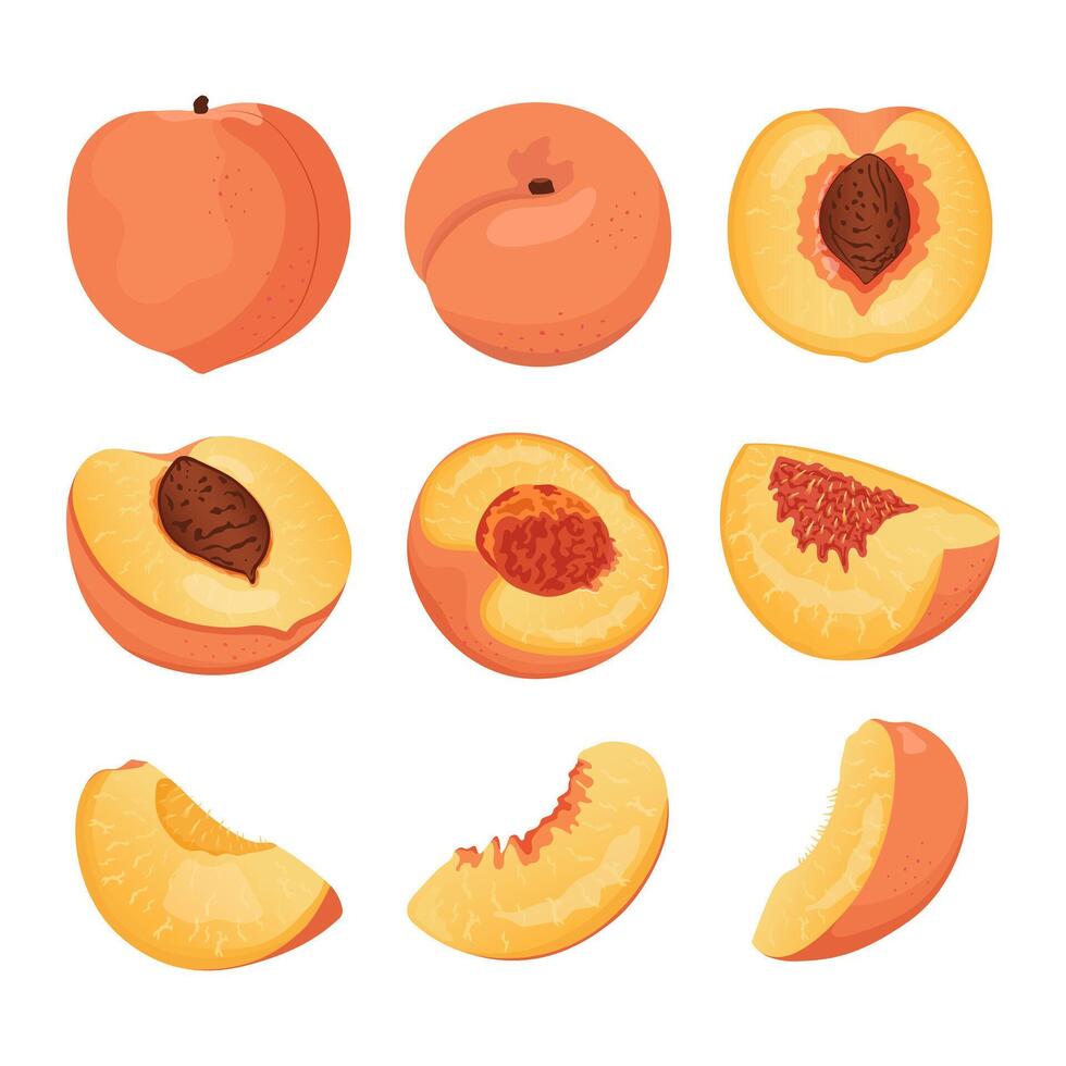 verzameling van perzik plakjes en geheel vruchten. vector