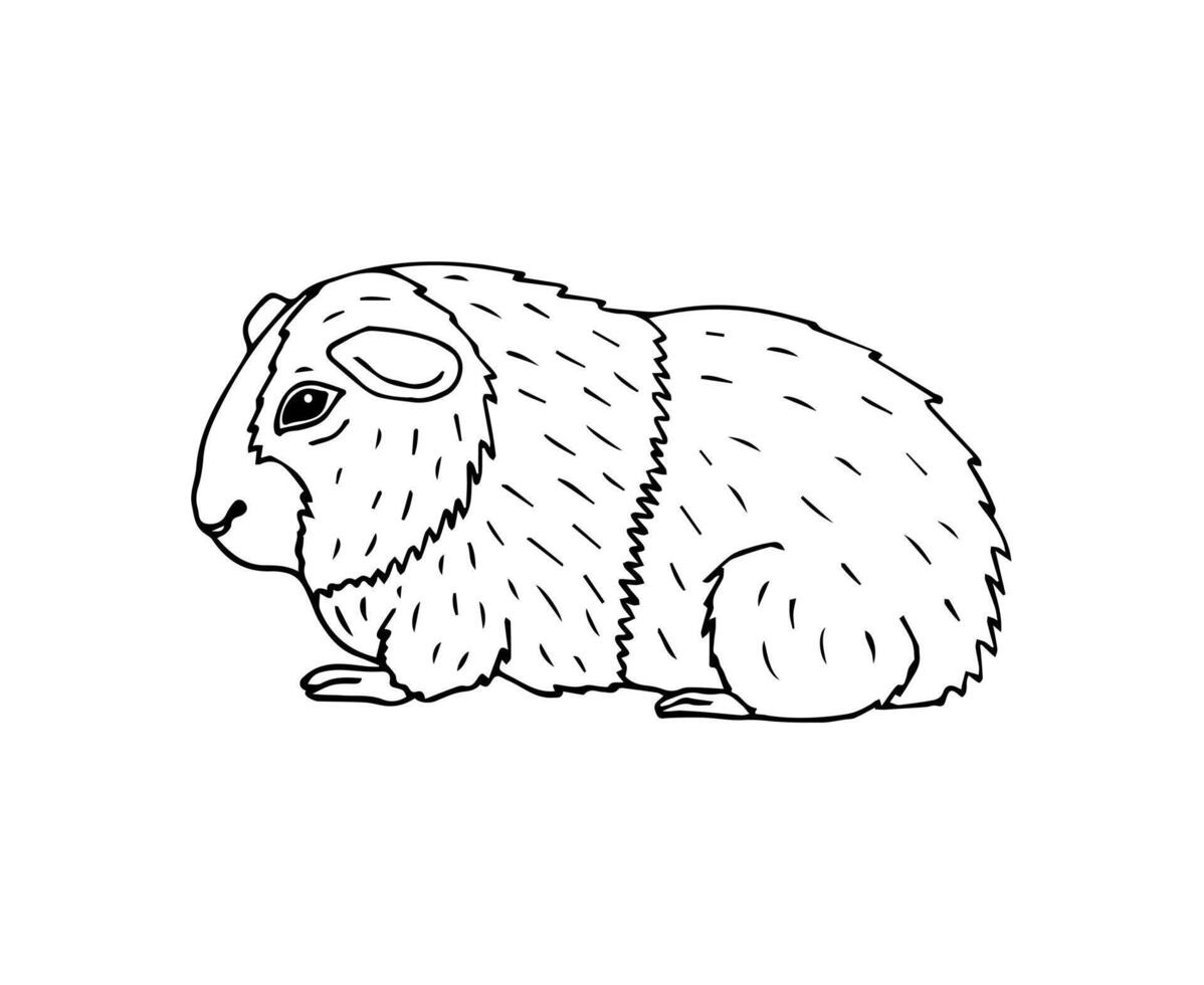 vector hand- getrokken tekening schetsen Guinea varken
