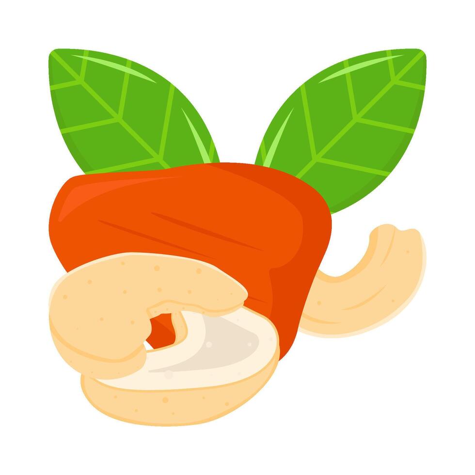 cachou fruit met cachou noten illustratie vector