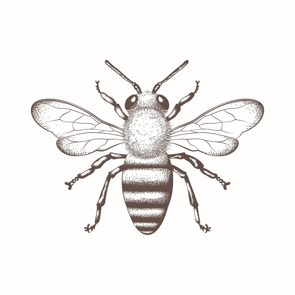 bij, honing bij geïsoleerd Aan een wit achtergrond. naturalistisch, wetenschappelijk, botanisch gegraveerde illustratie, vector tekening
