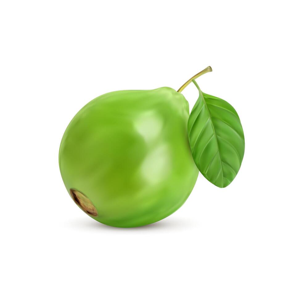 rijp rauw realistisch geheel guava fruit met een blad vector