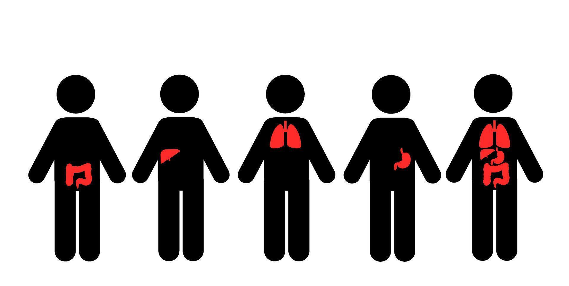 menselijk lichaam vitaal organen hart, lever, alvleesklier, maag functie vector