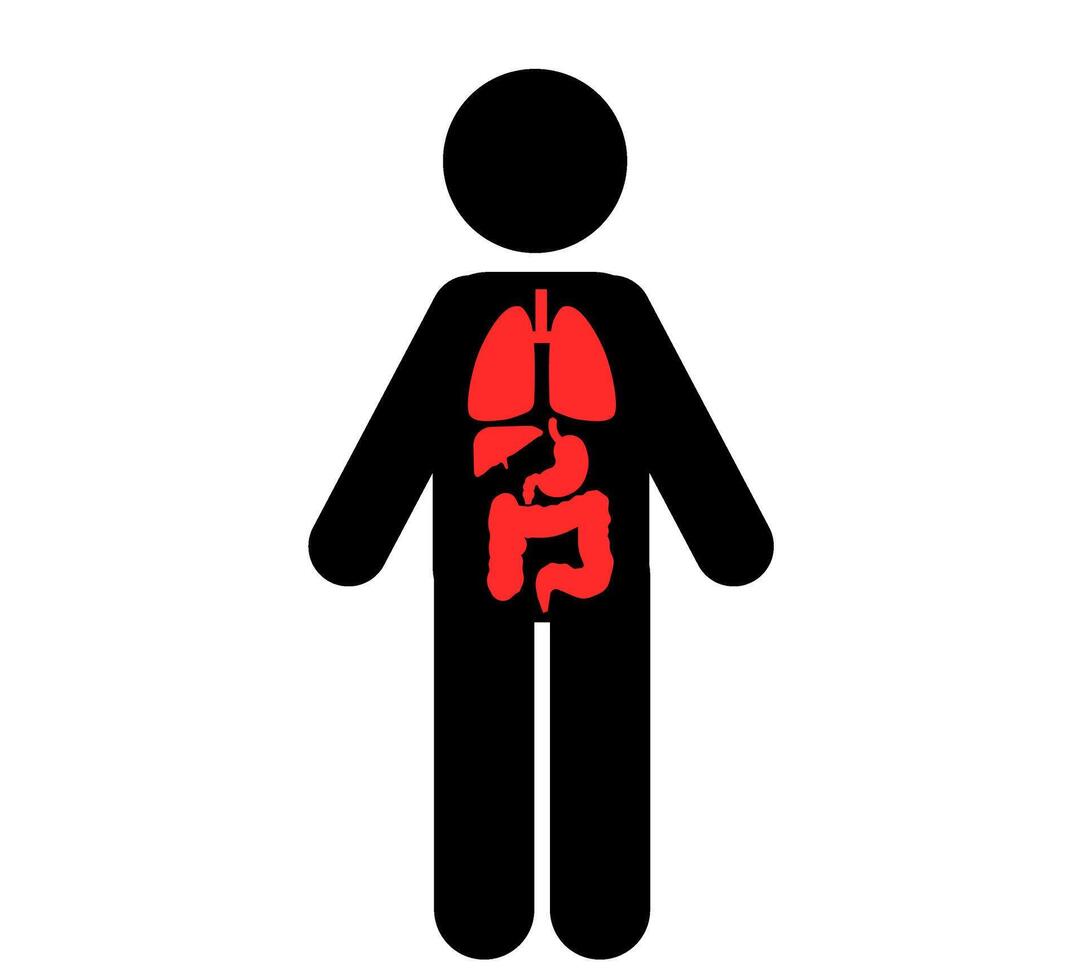 menselijk lichaam vitaal organen hart, lever, alvleesklier, maag functie vector