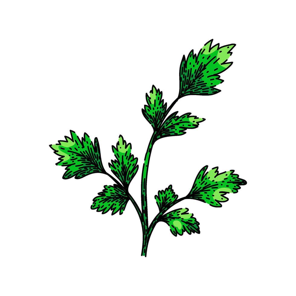 groen peterselie schetsen hand- getrokken vector