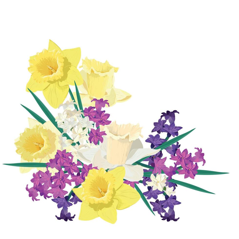 samenstelling van helder voorjaar bloemen. vector gekleurde hyacinten en geel narcissen Aan een wit achtergrond. primula's in een tekenfilm stijl zijn geschikt voor groet kaarten voor moeder dag en vrouwen dag