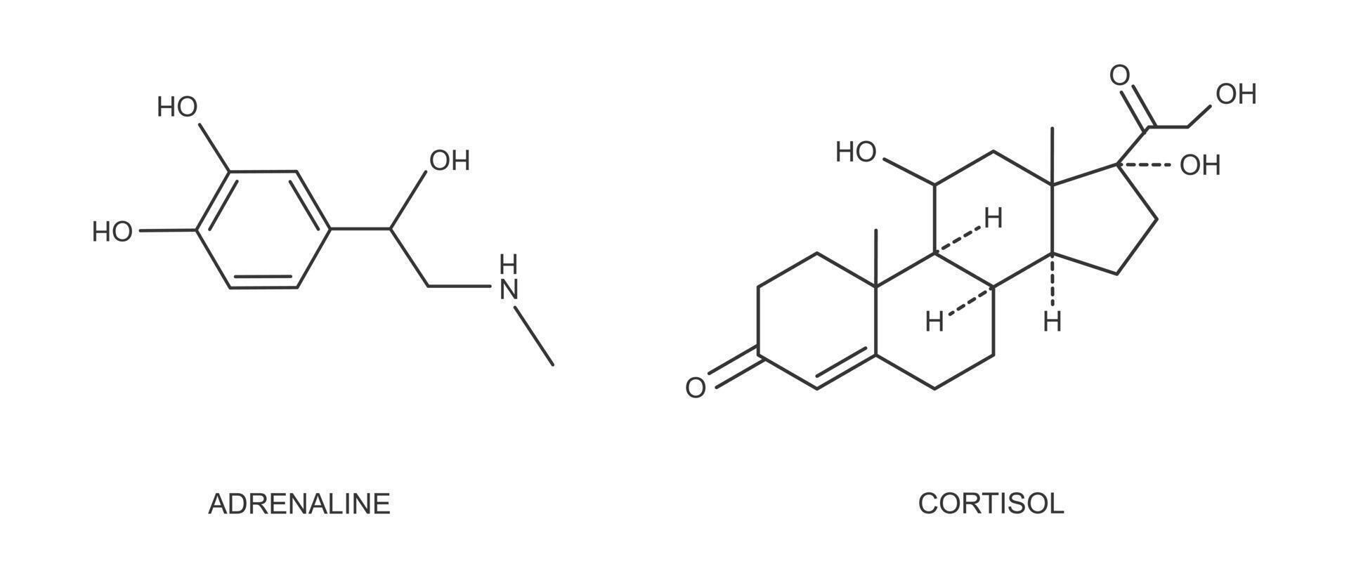 cortisol en adrenaline schets pictogrammen. spanning verwant hormonen geproduceerd door bijnier klieren. hydrocortison en epinefrine moleculair structuur vector