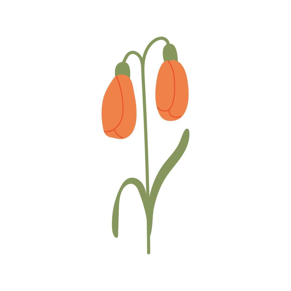 hand- getrokken tulp geïsoleerd Aan wit achtergrond. voorjaar bloem met lang groen bladeren ingericht. vector minimalistische illustratie grafisch icoon.