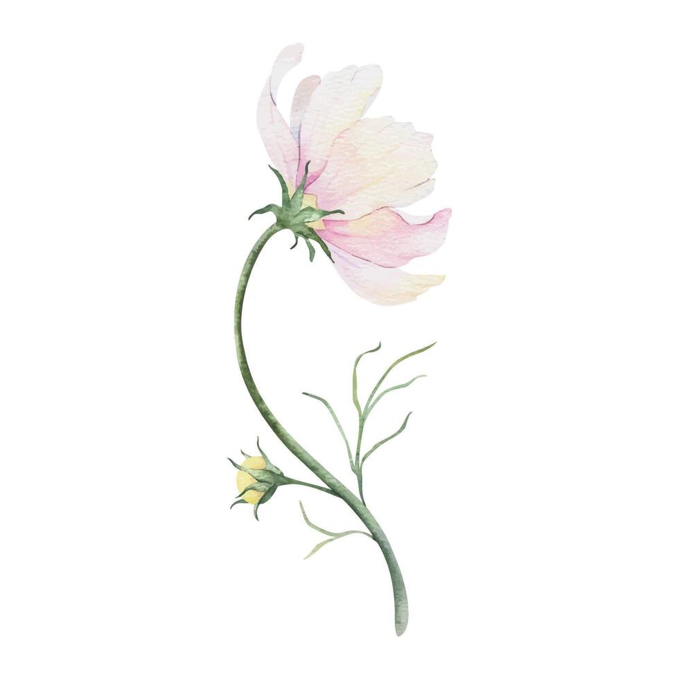 roze en wit cosmea bloem. kosmos bipinnatus. geïsoleerd hand- getrokken waterverf illustratie van Mexicaans aster. zomer bloemen ontwerp voor bruiloft uitnodigingen, kaarten, textiel, omhulsel papier vector