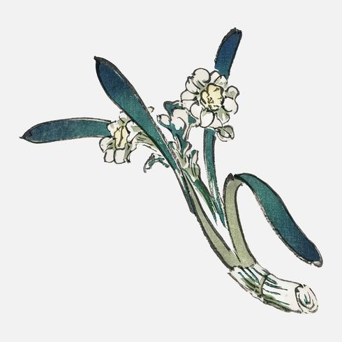 Bunchflower Daffodil van K? No Bairei (1844-1895). Digitaal verbeterd vanuit onze eigen originele uitgave uit 1913 van Bairei Gakan. vector