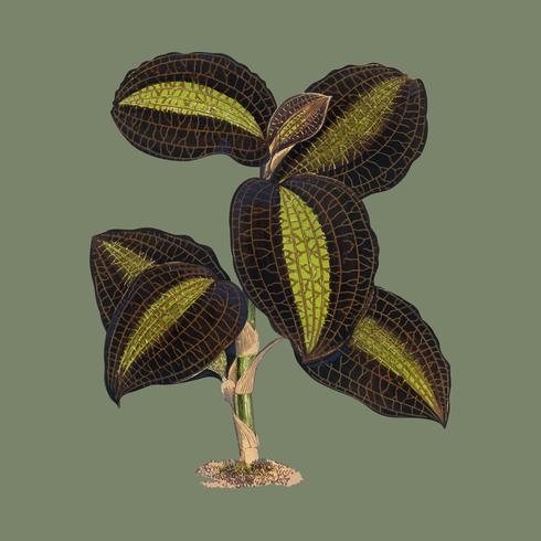 De Golden - Geaderde Anaectochilus-prent uit het boek Gems of Nature and Art (1870), een vintage plantendruk van prachtig kleurrijke bladeren. Digitaal verbeterd door rawpixel. vector