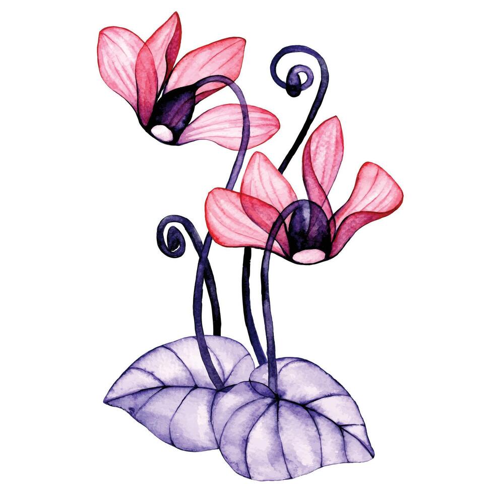 transparant cyclamen bloemen. waterverf tekening, boeket van tropisch bloemen, röntgenstraal vector