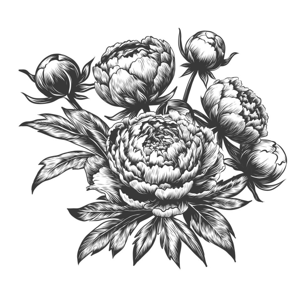 hand- getrokken monochroom zwart en wit inkt schetsen van pioen bloemen en bladeren. vector illustratie van pioen boeket geïsoleerd Aan wit achtergrond. wijnoogst gravure element voor ontwerp.