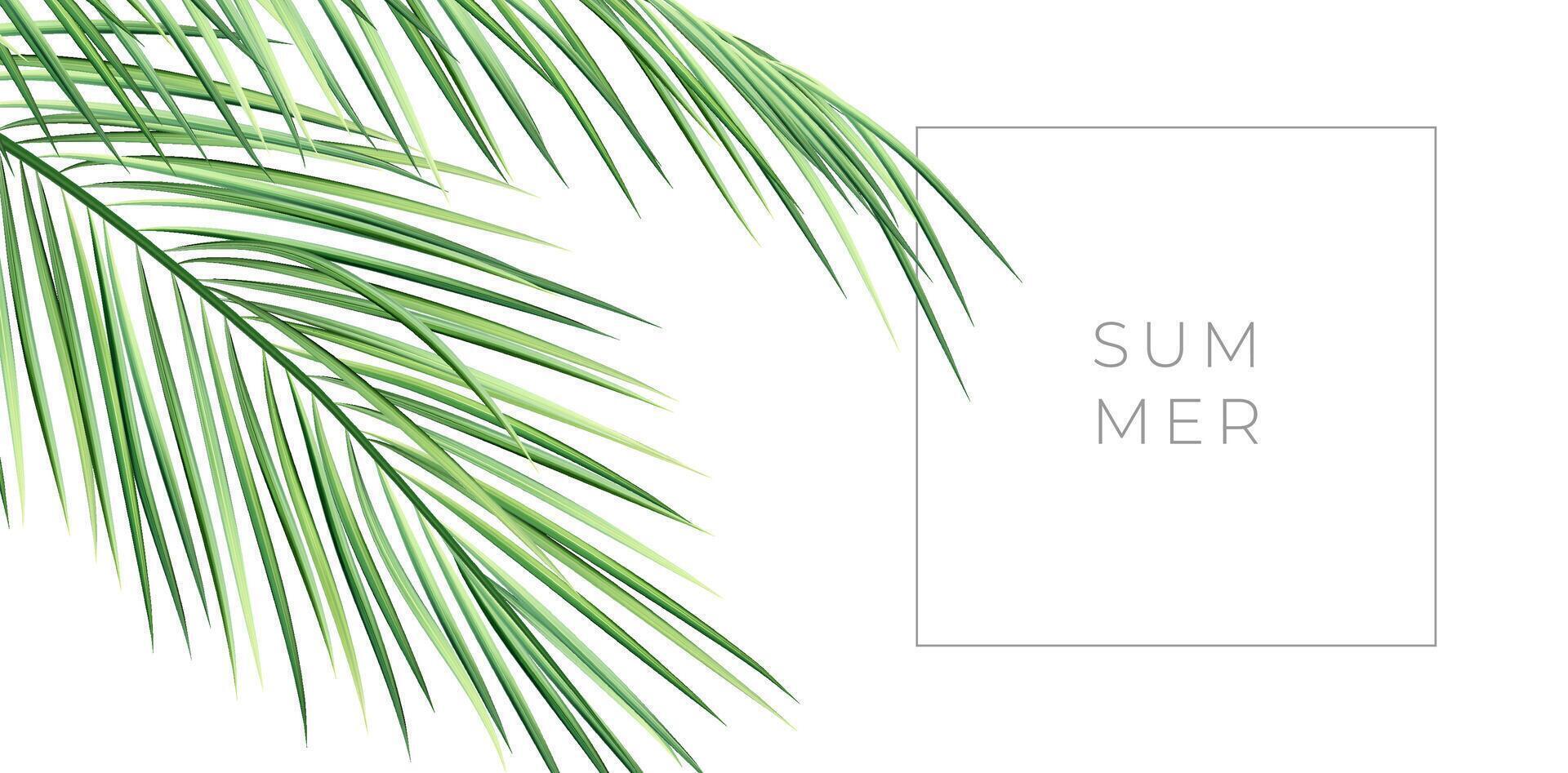 realistisch palm boom Afdeling met zomer typografie. vector illustratie van groen tropisch blad. exotisch fabriek sjabloon voor achtergrond, behang. dichtbij omhoog