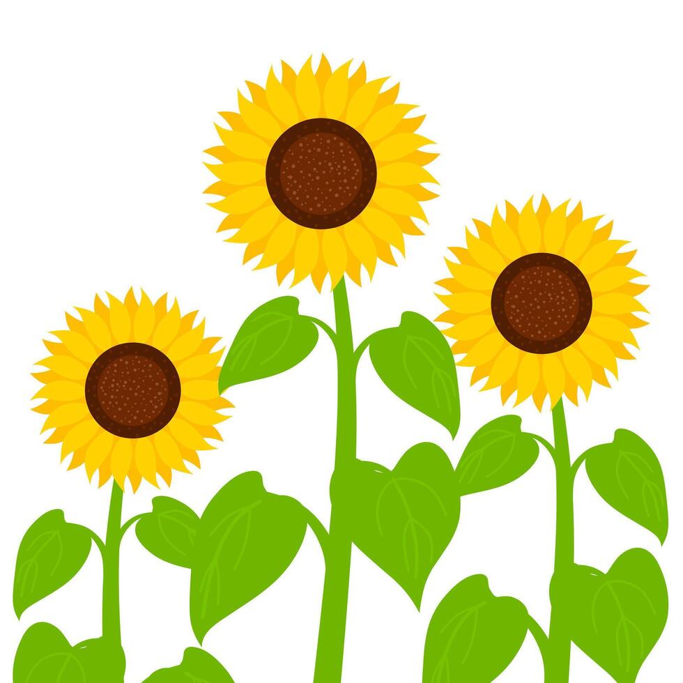 zonnebloem met groen bladeren en stam geïsoleerd Aan wit achtergrond. bloemen van verschillend maten zijn Super goed voor voorjaar en zomer ontwerpen. vector illustratie