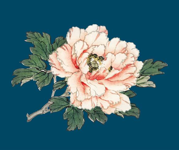 Roze roos door K? No Bairei (1844-1895). Digitaal verbeterd vanuit onze eigen originele uitgave uit 1913 van Bairei Gakan. vector