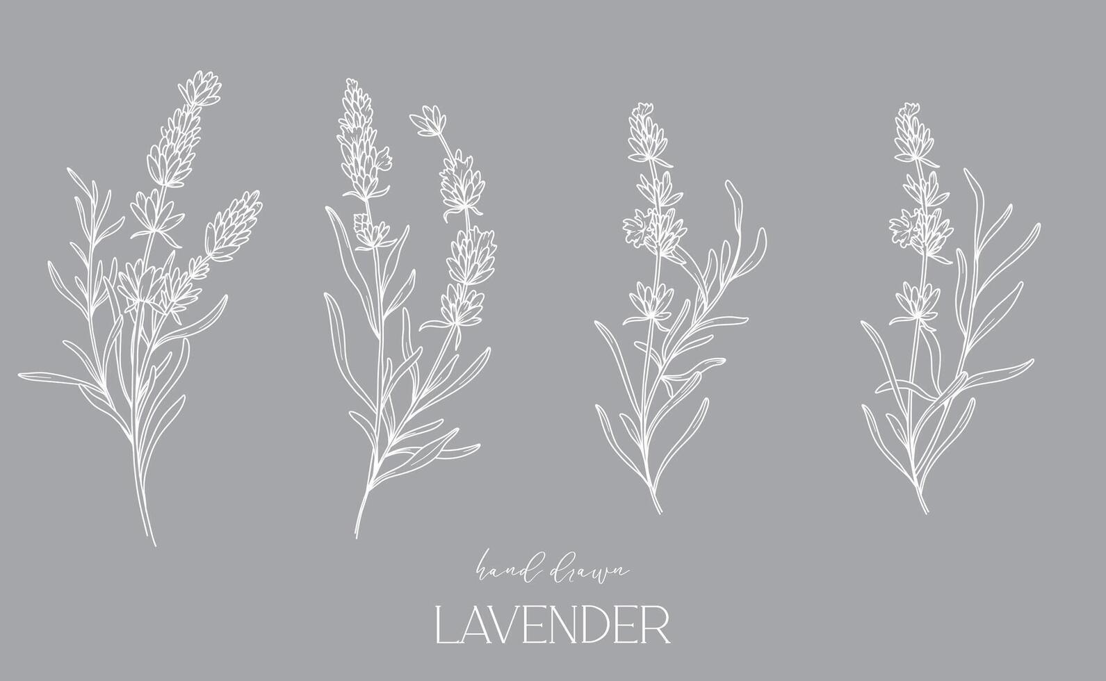 lavendel lijn tekening. zwart en wit bloemen boeketten. bloem kleur bladzijde. bloemen lijn kunst. prima lijn lavendel illustratie. hand- getrokken bloemen. botanisch kleuren. bruiloft uitnodiging bloemen vector