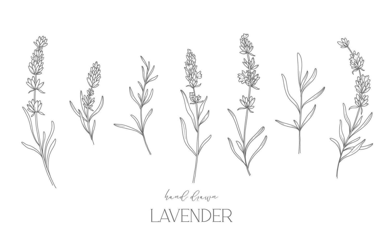 lavendel lijn tekening. zwart en wit bloemen boeketten. bloem kleur bladzijde. bloemen lijn kunst. prima lijn lavendel illustratie. hand- getrokken bloemen. botanisch kleuren. bruiloft uitnodiging bloemen vector