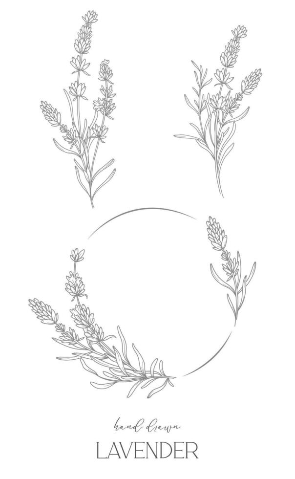 lavendel lijn tekening. zwart en wit bloemen kozijnen. bloemen lijn kunst. prima lijn lavendel illustratie. hand- getrokken schets bloemen. botanisch kleur bladzijde. bruiloft uitnodiging bloemen vector