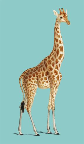 Giraf (Giraffa camelopardalis) geïllustreerd door Charles Dessalines D &#39;Orbigny (1806-1876). Digitaal verbeterd van onze eigen uitgave van Dictionnaire Universel D&#39;histoire Naturelle uit 1892. vector