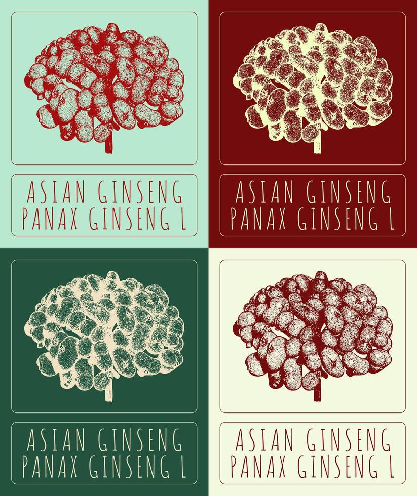 reeks van vector tekeningen van Aziatisch ginseng in verschillend kleuren. hand- getrokken illustratie. Latijns naam panax ginseng ik.