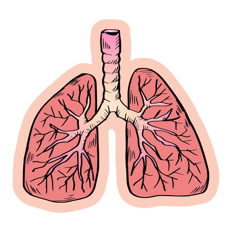 schetsen menselijk longen anatomisch orgaan vector