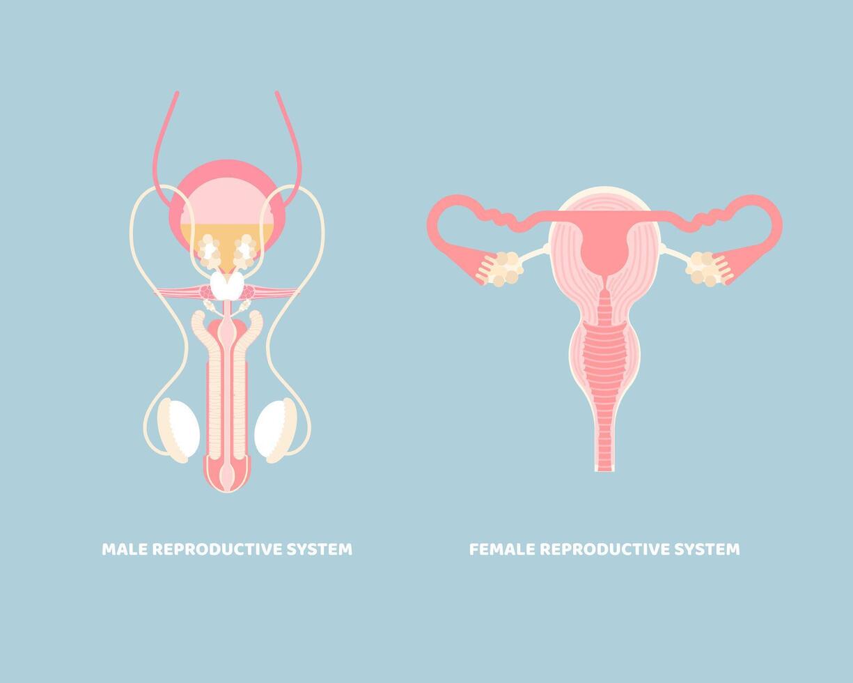 mannetje en vrouw voortplantings- systeem, intern organen anatomie lichaam een deel nerveus systeem, vector illustratie tekenfilm vlak karakter ontwerp klem kunst