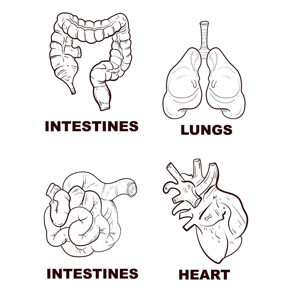 reeks van hand- getrokken lijn kunst menselijk lichaam anatomie flash tatoeëren of afdrukken ontwerp vector illustratie.