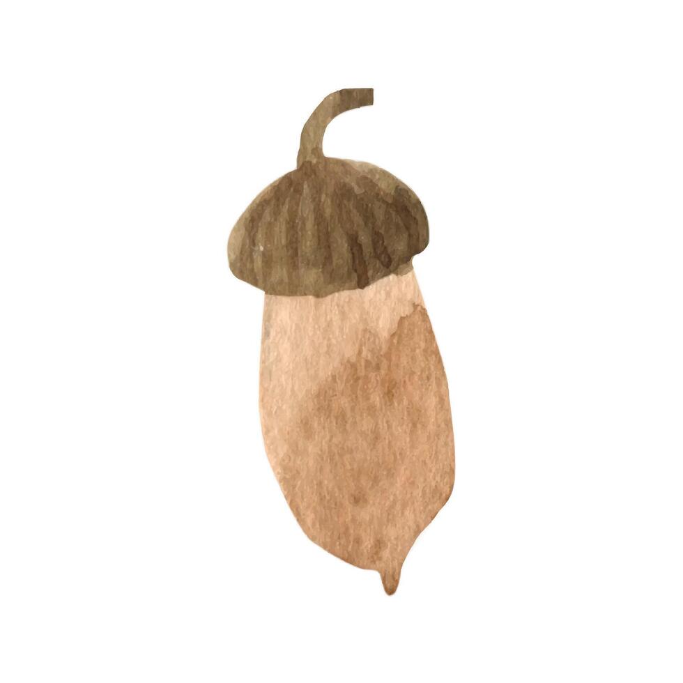 schattig herfst waterverf okkernoot, eikel. seizoensgebonden vallen clip art vector