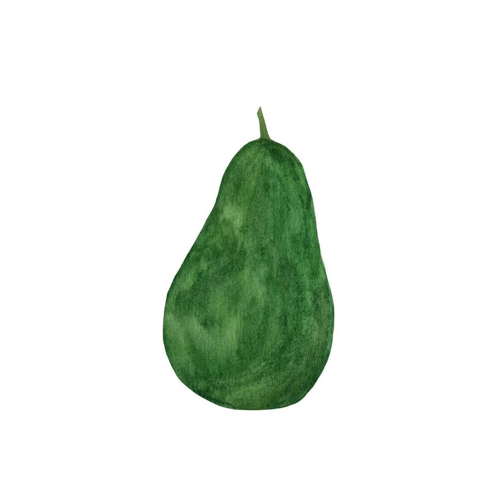 waterverf avocado. hand- getrokken biologisch groen avocado plak vector