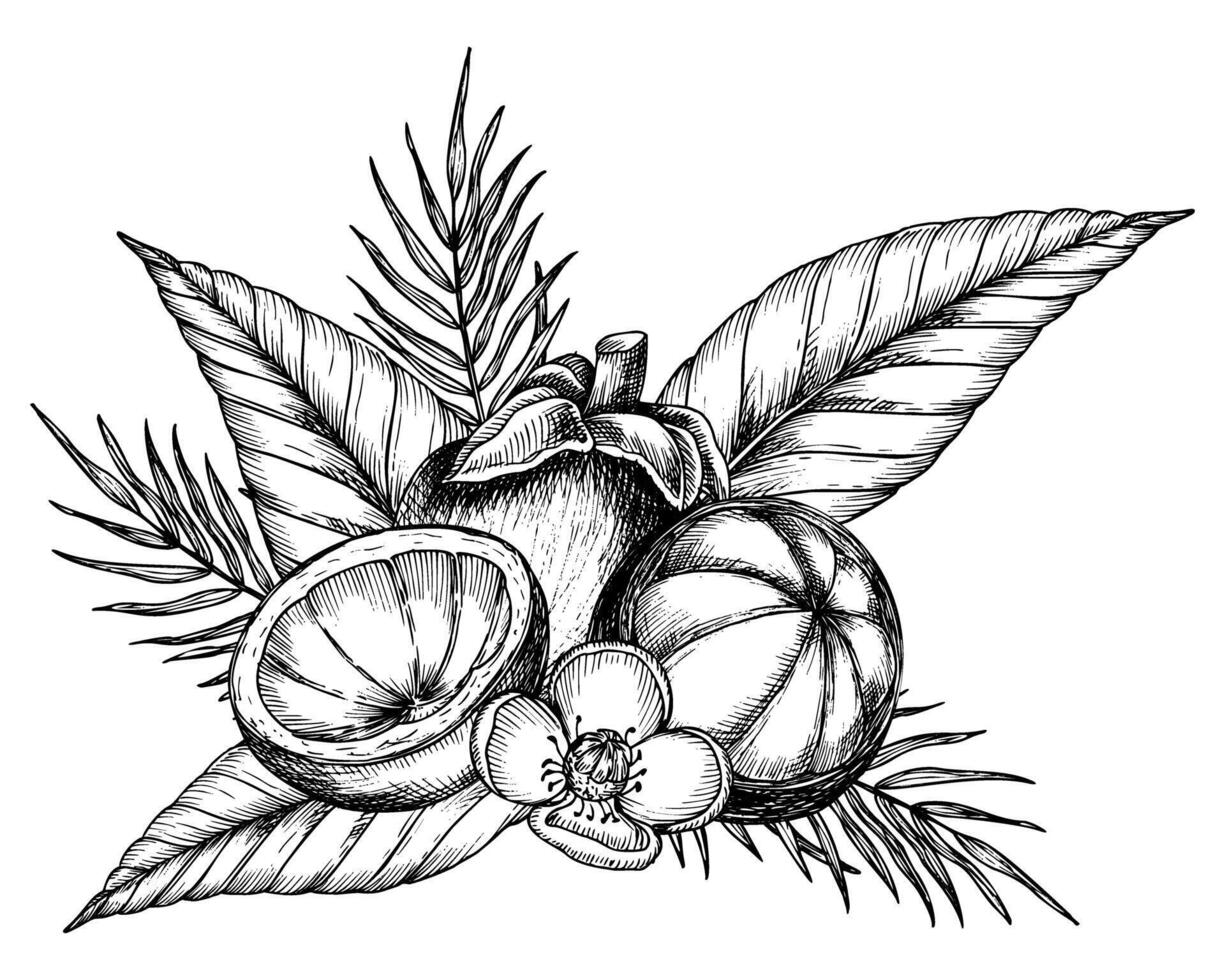 mangisboom met palm bladeren en bloemen. vector hand- getrokken illustratie van exotisch tropisch fruit geschilderd door zwart inkten. tekening van Aziatisch voedsel met garcinia en sappig plakjes. schetsen van mangostana