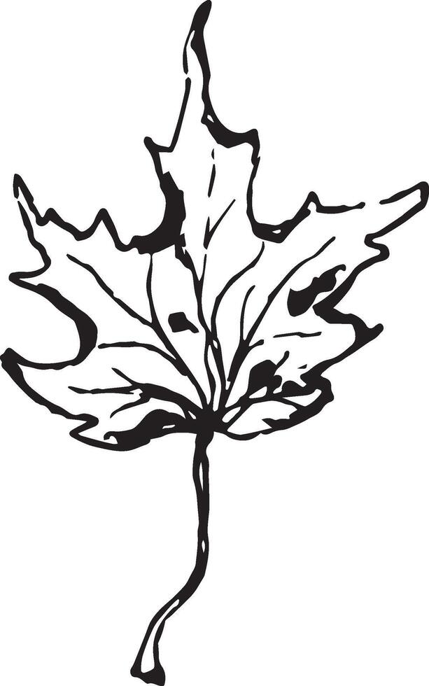 schetsen tekening van een esdoorn- blad in zwart en wit schets. wijnoogst esdoorn, Super goed ontwerp voor ieder doeleinden. vector