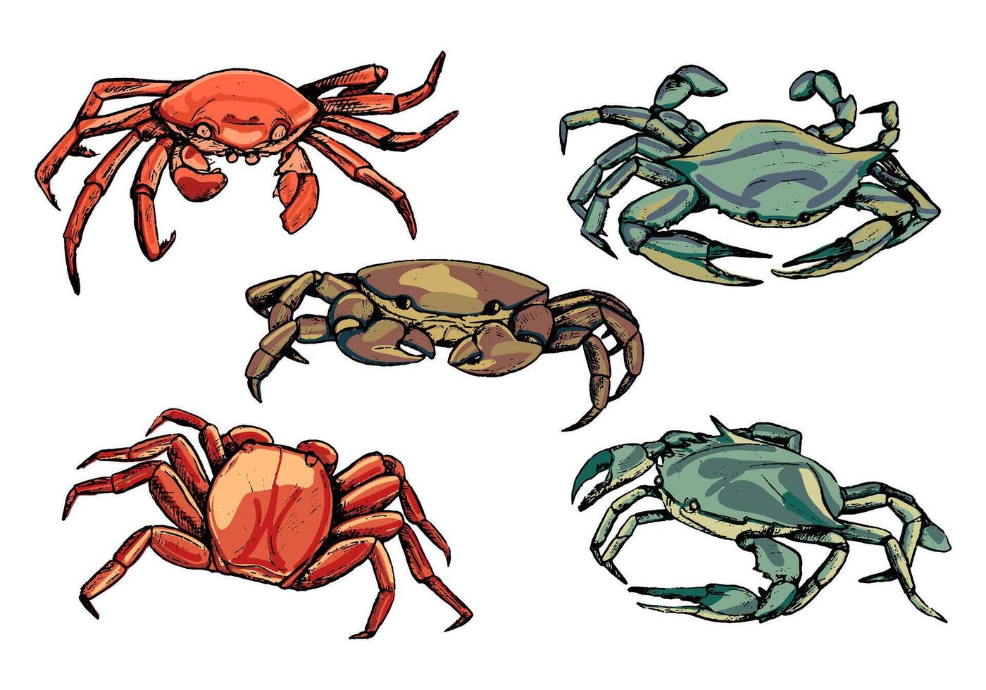 verzameling van krabben geïsoleerd in wit. hand- getrokken vector illustratie. realistisch kleuren inkt schetsen van zee wild dieren. reeks van wijnoogst grafisch ontwerp elementen voor poster, afdrukken, ansichtkaart, stickers.